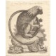 La simia leone o sia sagoino del Brasile' Grabado de 1751 por Antonio Gregory