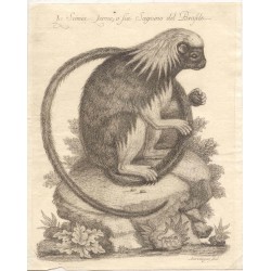 La simia leone o sia sagoino del Brasile. Grabado de 1751 por Antonio Gregory