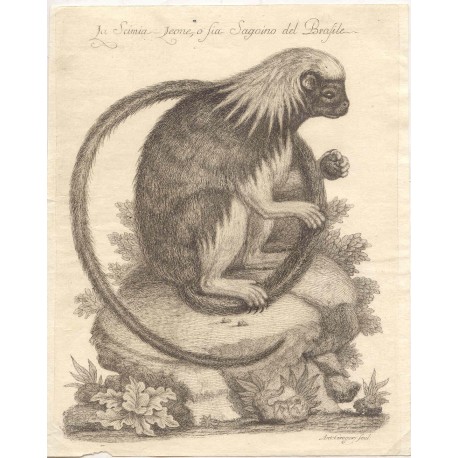 La simia leone o sia sagoino del Brasile' Grabado de 1751 por Antonio Gregory
