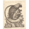 La simia leone o sia sagoino del Brasile. Grabado de 1751 por Antonio Gregory