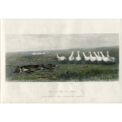 «The fox and the geese» grabado por J.C. Armytage sobre obra de Briton Riviere.