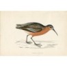1851 - Curlew Sandpiper, Morris bird - Antique Engraved Print