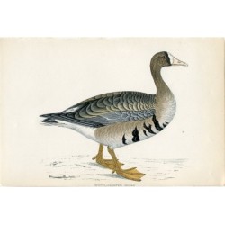 1851 - Oca dalla fronte bianca, Morris bird - Stampa antica incisa