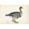 1851 - Oie rieuse, oiseau Morris - Gravure ancienne