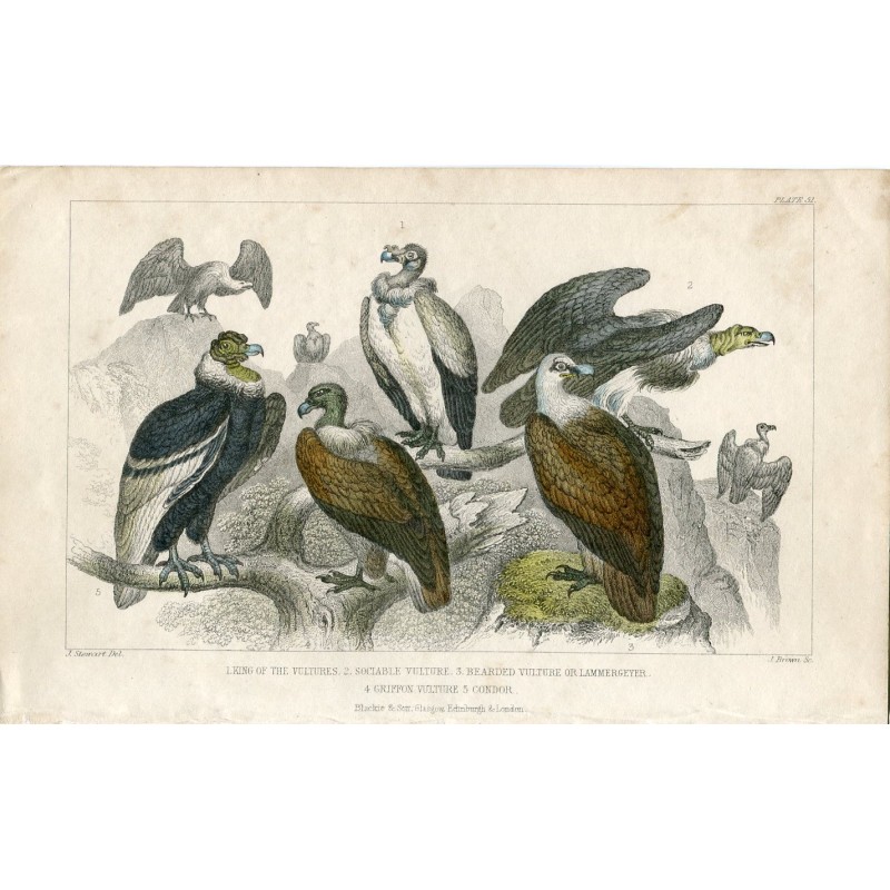King of the Vultures. Sociable Vulture. Bearded Vulture or Lammergeyer. Griffon Vulture. Condor. - 1852 engraving