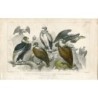 King of the Vultures. Sociable Vulture. Bearded Vulture or Lammergeyer. Griffon Vulture. Condor. - 1852 engraving