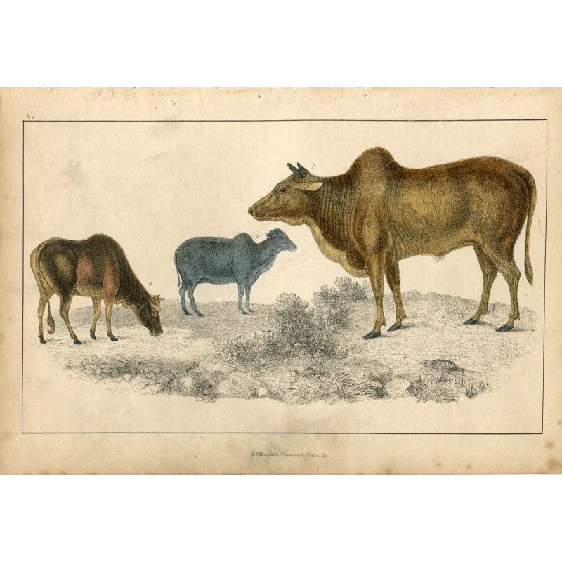 Common Zebu - 1850 engraving