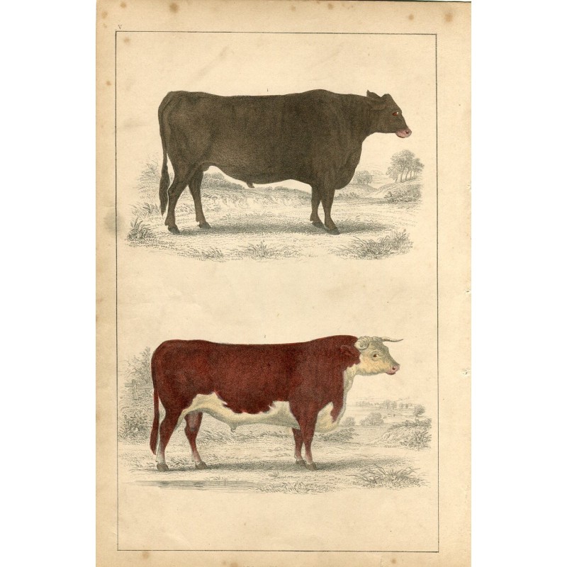 Animated Nature, a portrait of an ox and a bull - 1850 engraving