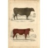 Animated Nature, a portrait of an ox and a bull - 1850 engraving