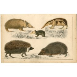 Animali. A cura di A. Fullarton, 1860