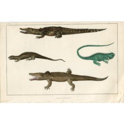 Coccodrillo del Nilo, Tupinambis ornato, Lucertola drago e Guana comune - incisione del 1850