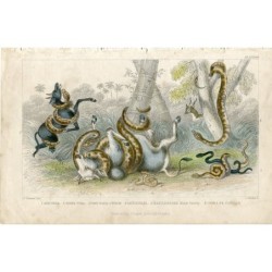 Anaconda. Pedda poda. Python de Port-Nat. Crotale. Cobra de capello - Gravure de 1852
