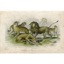 1. Leone asiatico. 2. Leonessa. 3. Tigre del Bengala. 4. Leopardo. 5. Giaguaro - incisione del 1852