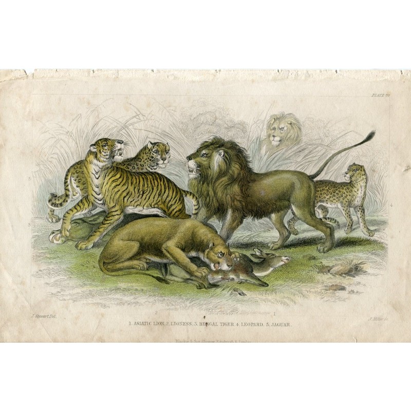 1. Asiatic Lion. 2. Lioness. 3. Bengal Tiger. 4. Leopard. 5. Jaguar - 1852 engraving