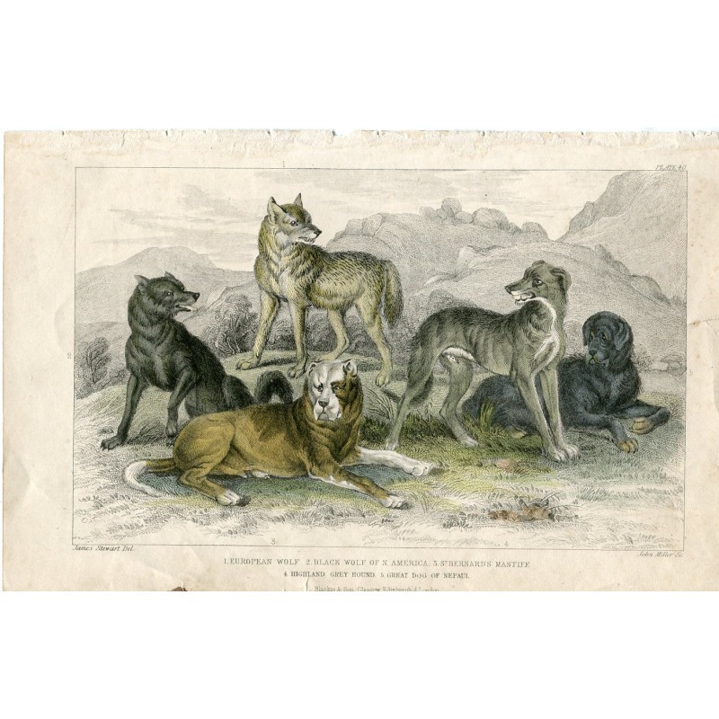 Animali. Lupo europeo, lupo nero del Nord America, lupo di San Bernardo...1868