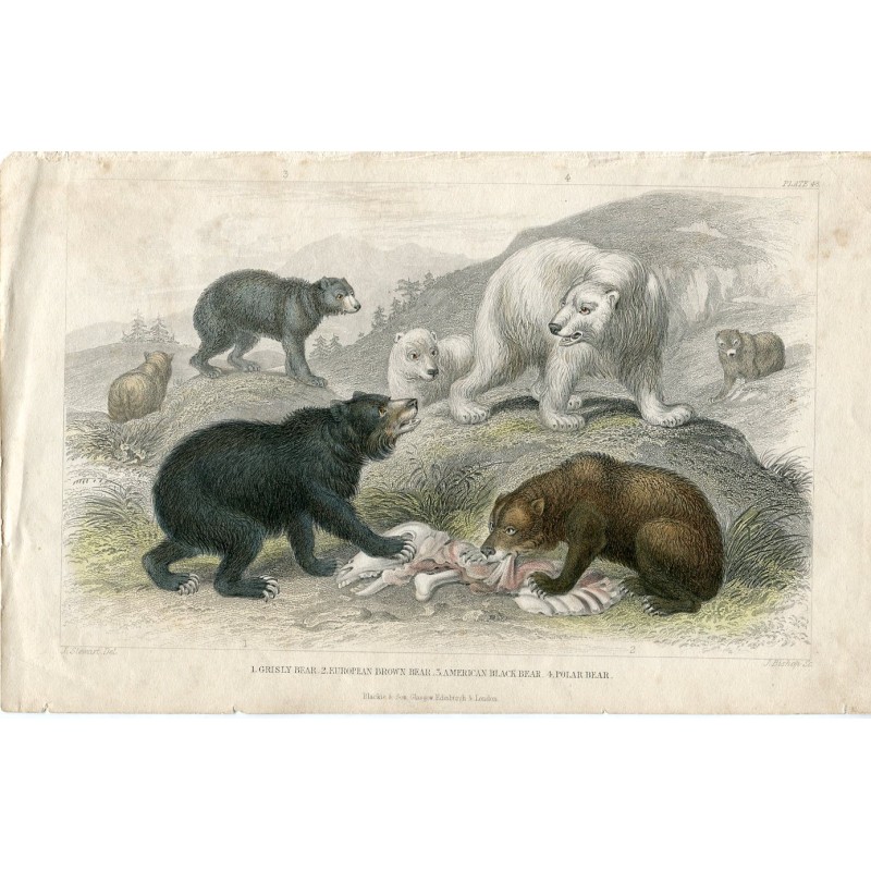 Grisly bear. European brown bear. American brown bear. Polar bear - 1852 engraving