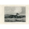 Animals. Dog. Greyhound and Hare