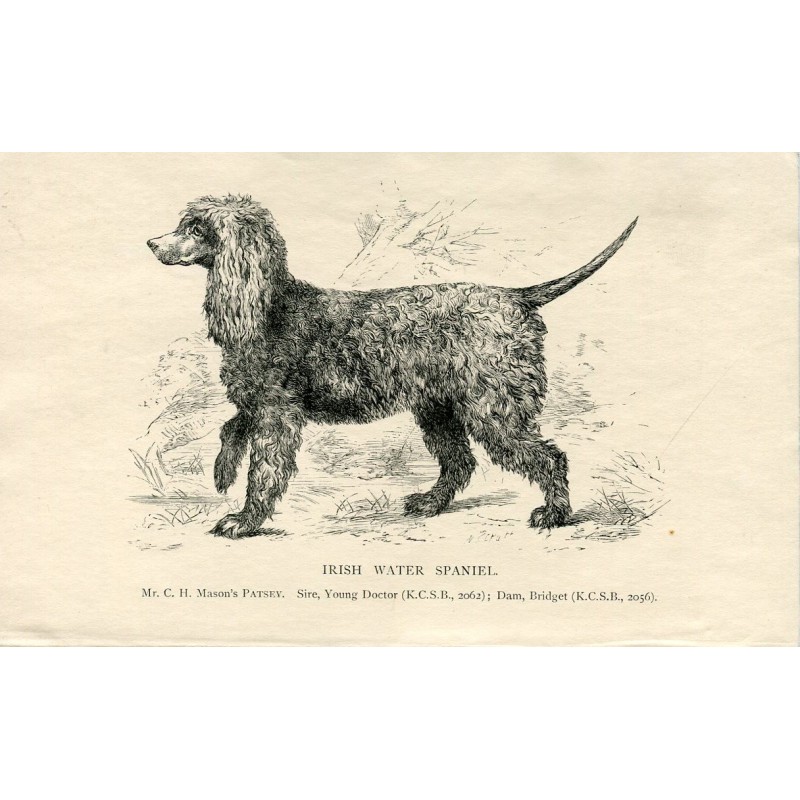 Dogs. Irish Water Spaniel. Engraving. 1890
