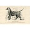 Hunde. Irischer Wasserspaniel. Gravur. 1890