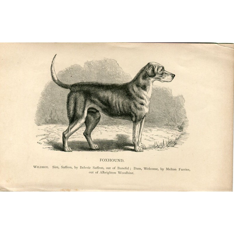 Cani. Foxhound. Incisione del 1890