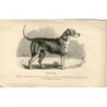 Dogs. Foxhound. 1890 engraving