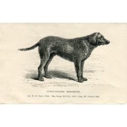 Chiens. Retriever à poil bouclé. Gravure de 1890.