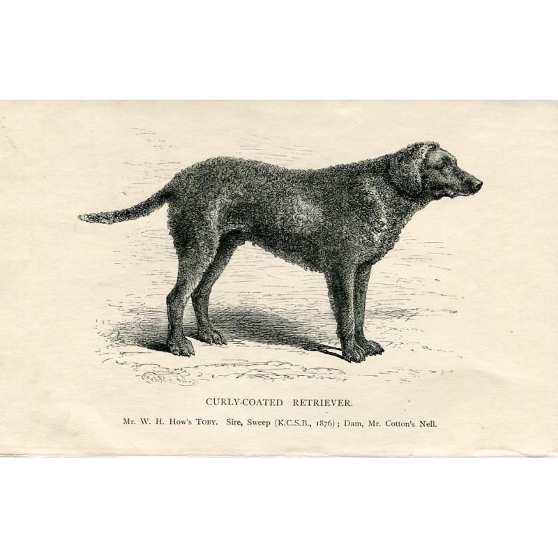Hunde. Curly-Coated abgerufen. 1890 Gravur