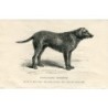 Hunde. Curly-Coated abgerufen. 1890 Gravur
