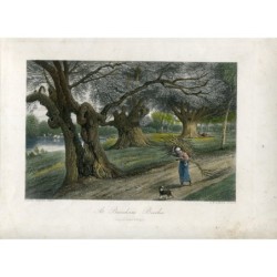 Hêtres de Burnham (Burnham, Buckinghamshire) - gravure de 1870